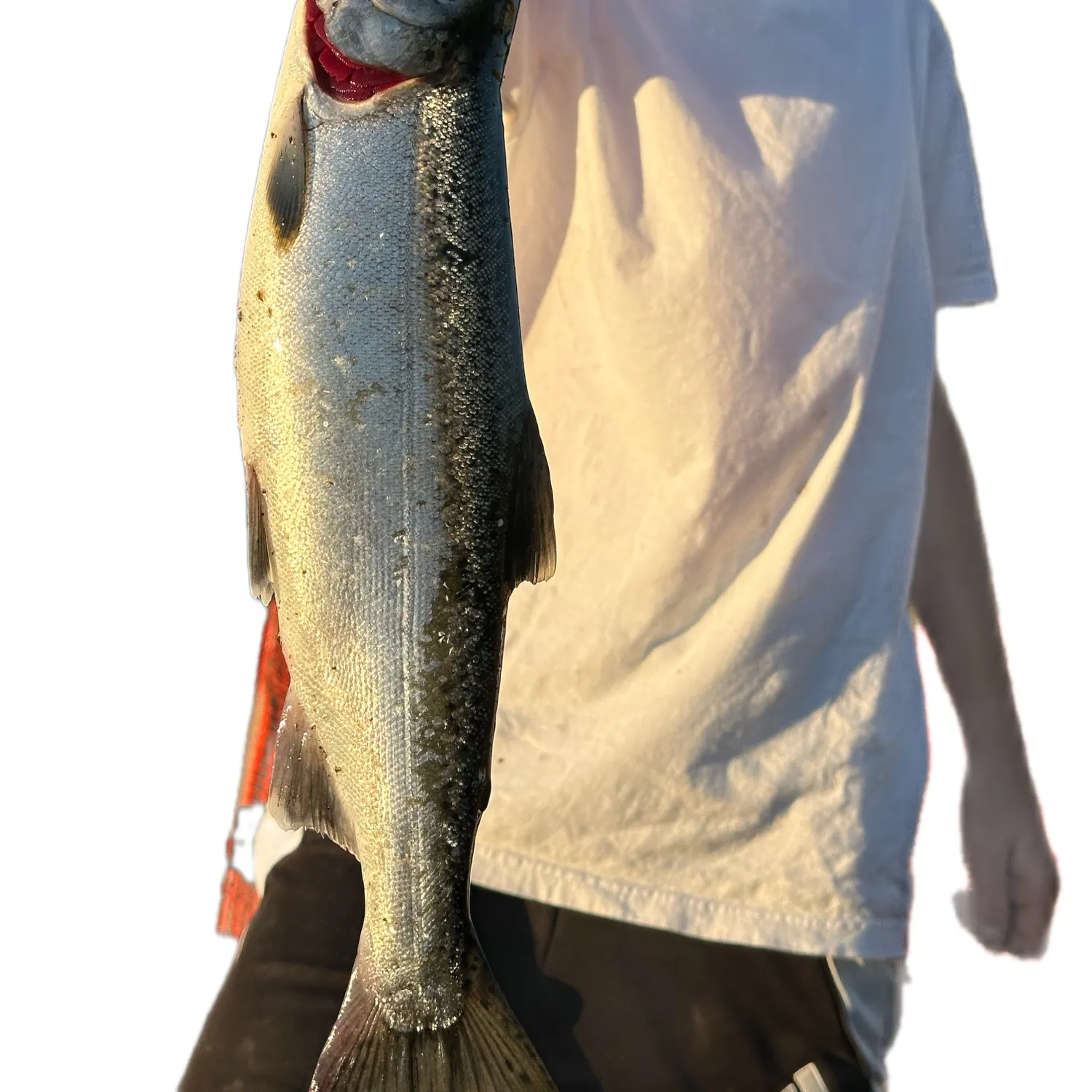 Coho salmon caught on Fishbrain