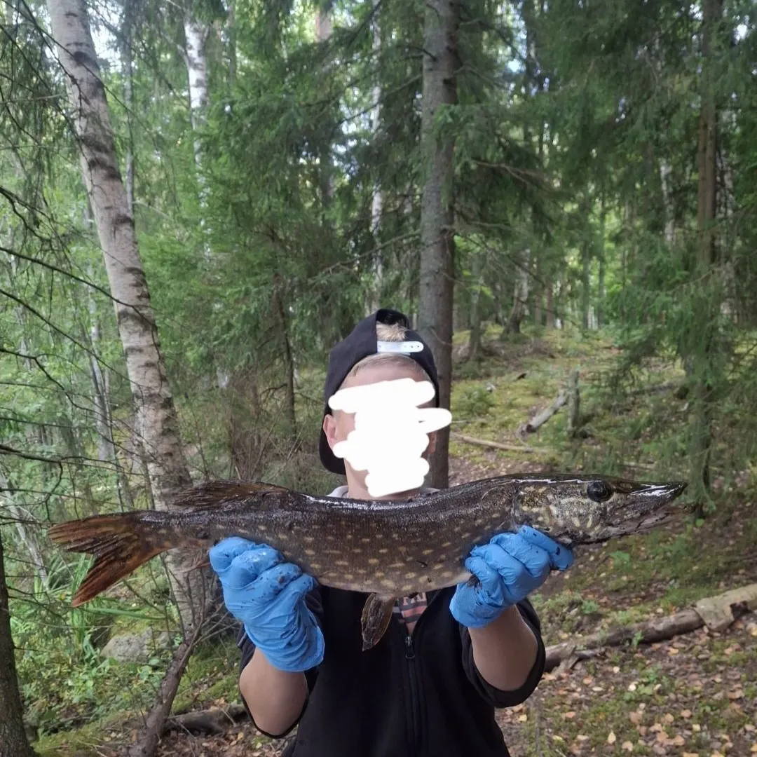 Northern pike caught on Fishbrain