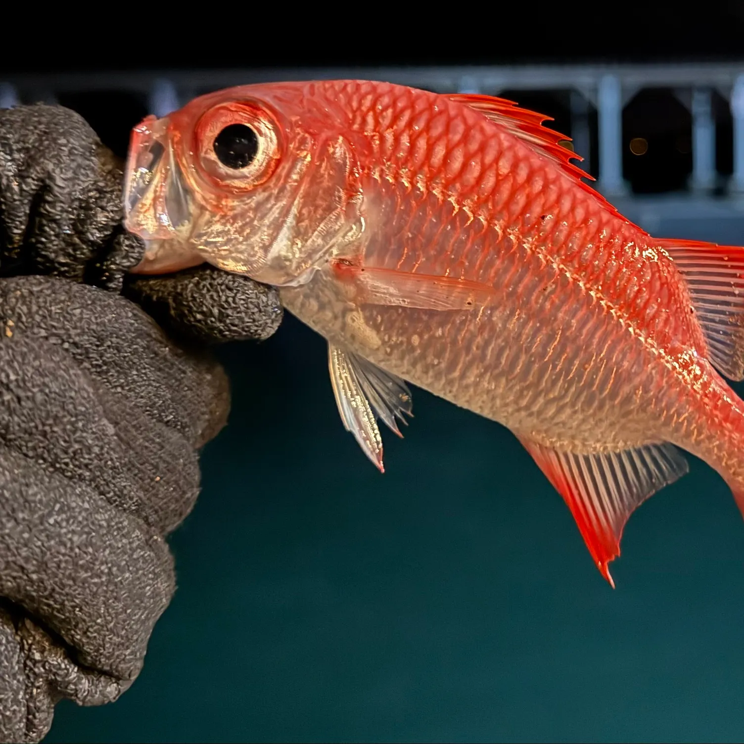 The most recent Common squirrelfish catches on Fishbrain