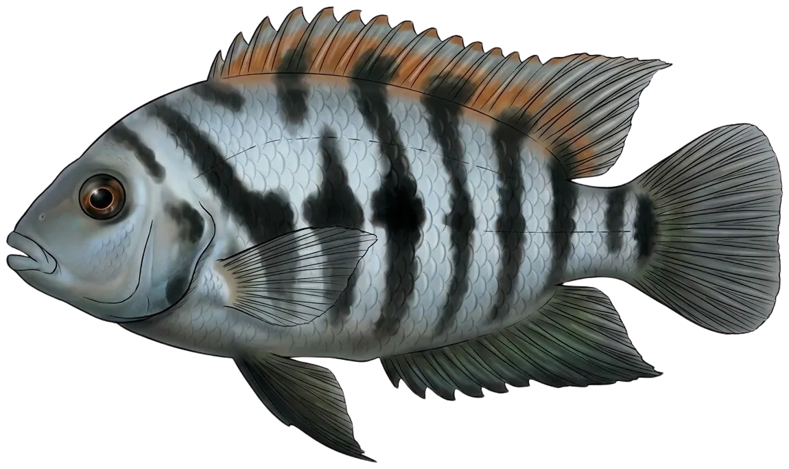 Convict cichlid