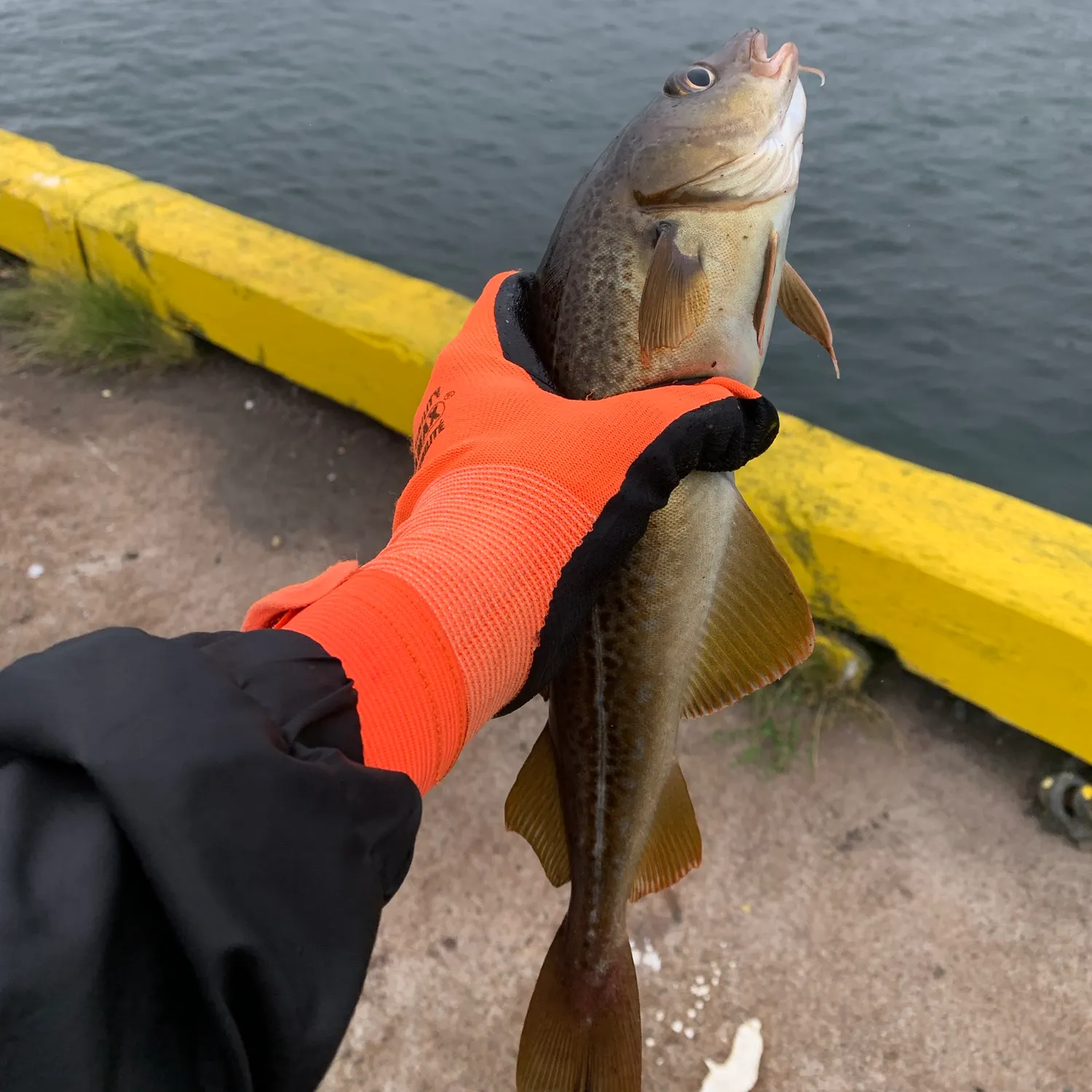 Atlantic cod caught on Fishbrain