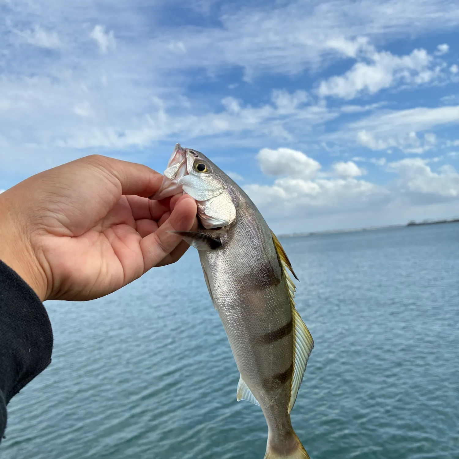 White seabass caught on Fishbrain