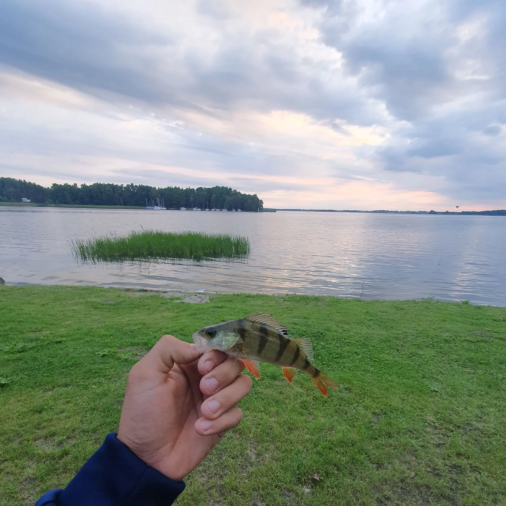 European perch caught on Fishbrain