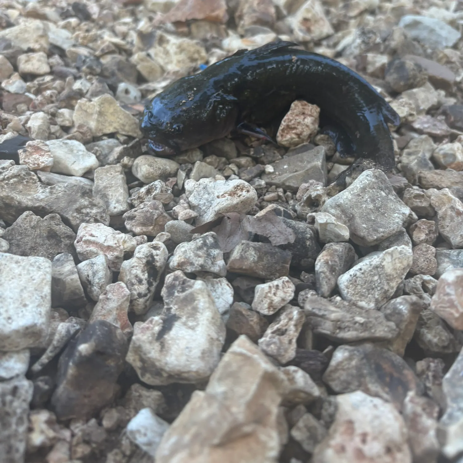 Yellow bullhead caught on Fishbrain