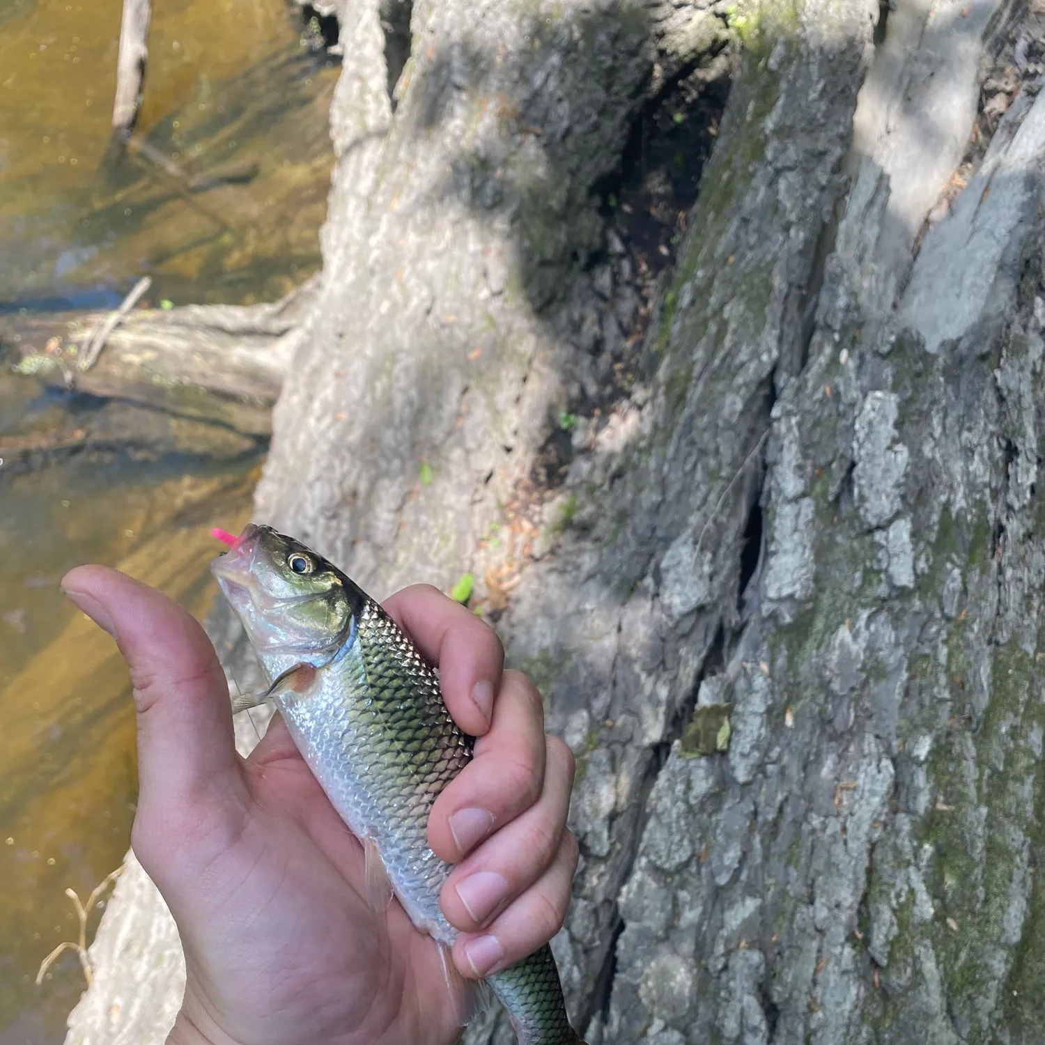 most liked catch image
