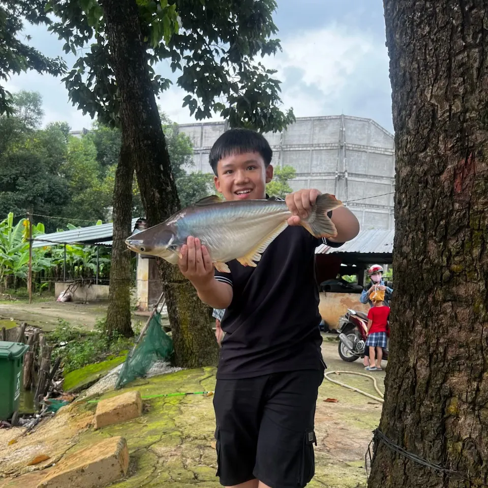The most recent Striped catfish catches on Fishbrain