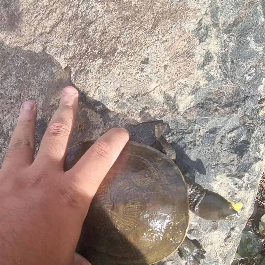 Fish caught on Fishbrain