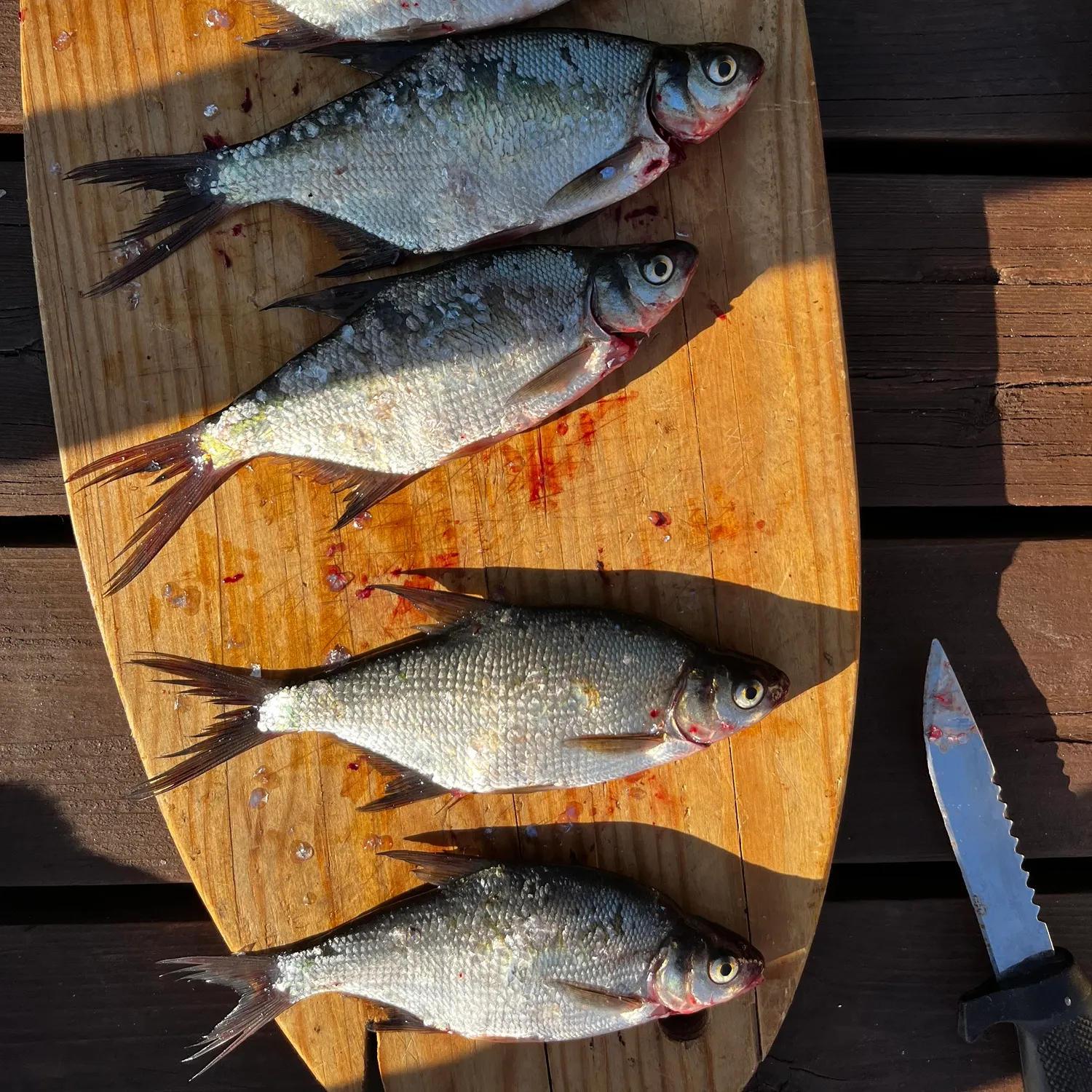 recently logged catches