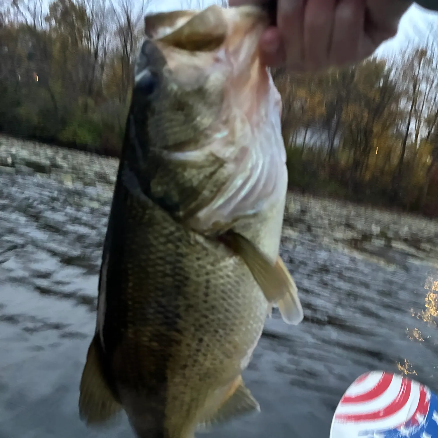 Largemouth bass caught on Fishbrain