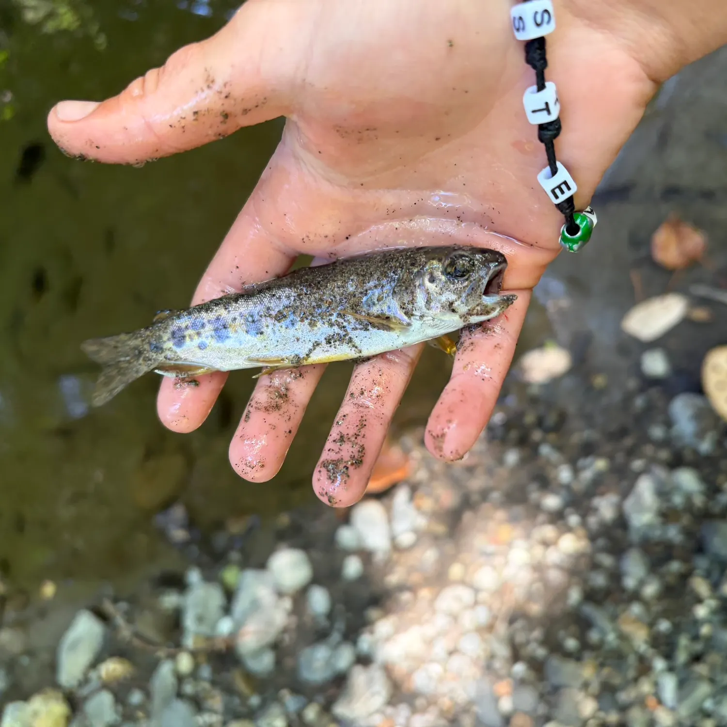 The most recent Coastal rainbow trout catches on Fishbrain