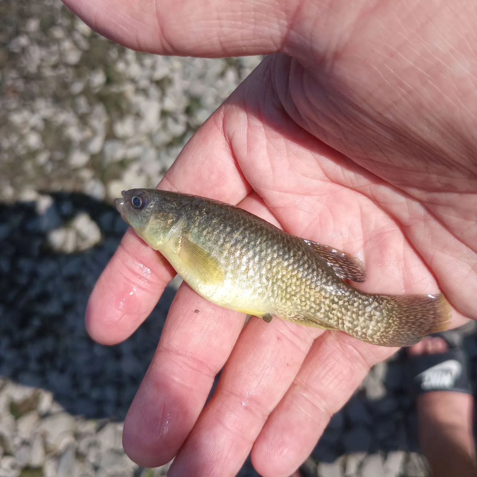 The most recent Mummichog catches on Fishbrain