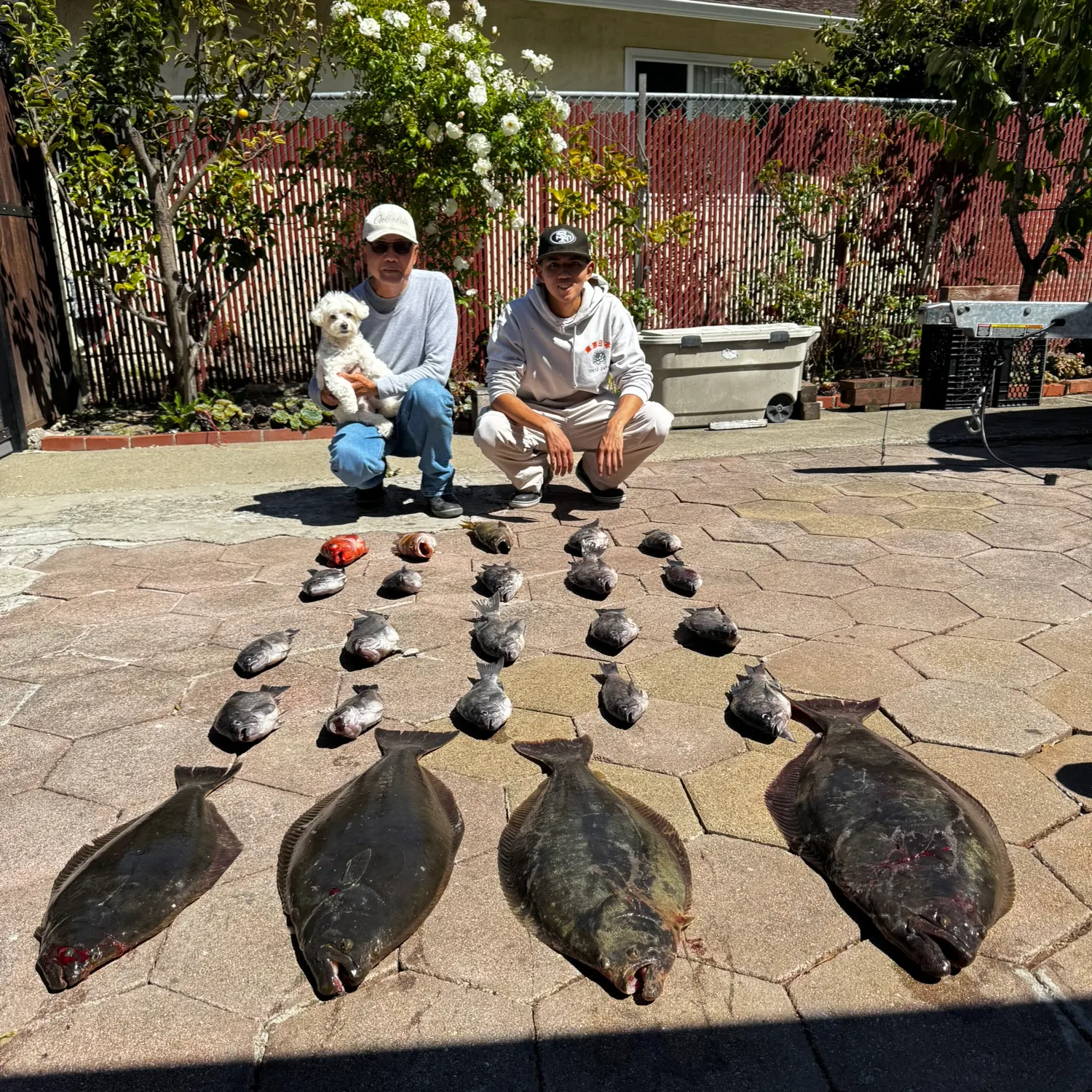 Pacific halibut caught on Fishbrain