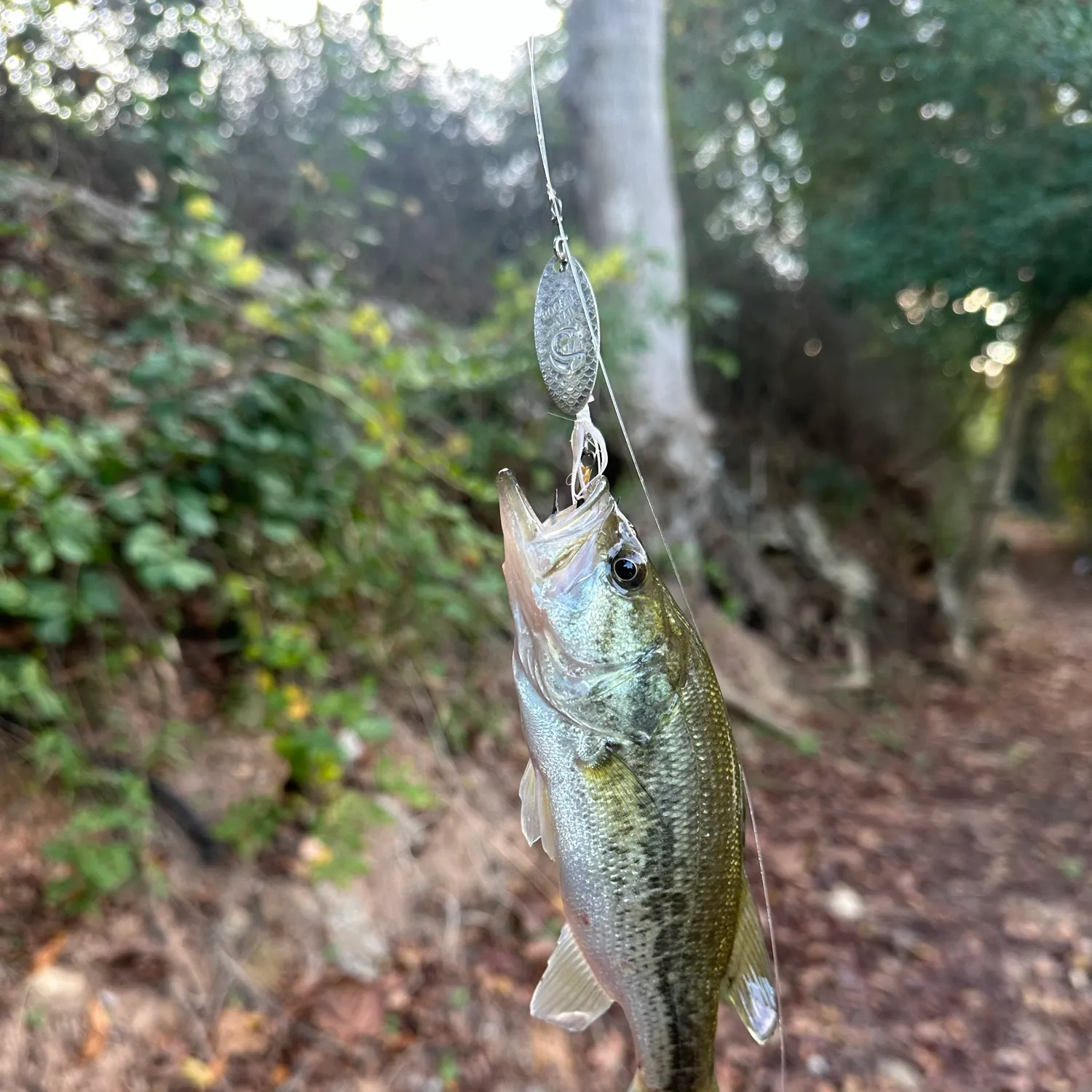 Spotted bass caught on Fishbrain