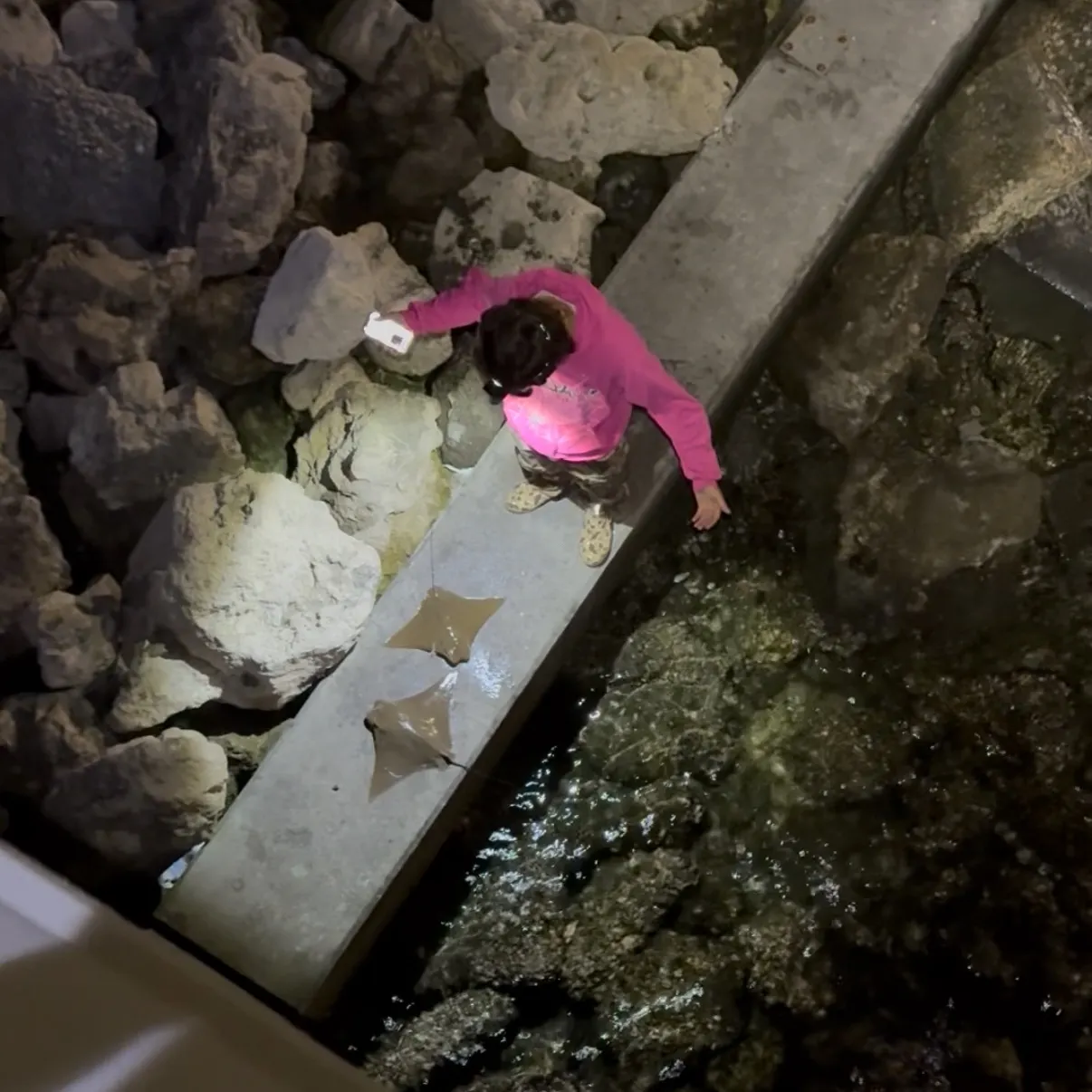 The most recent Atlantic stingray catches on Fishbrain