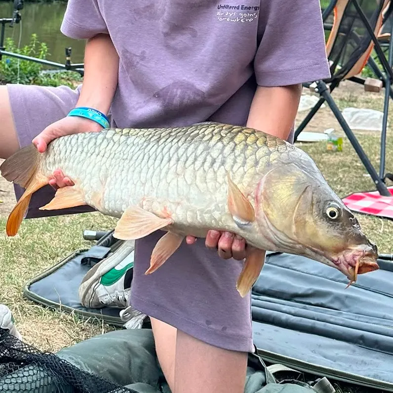 Common carp caught on Fishbrain
