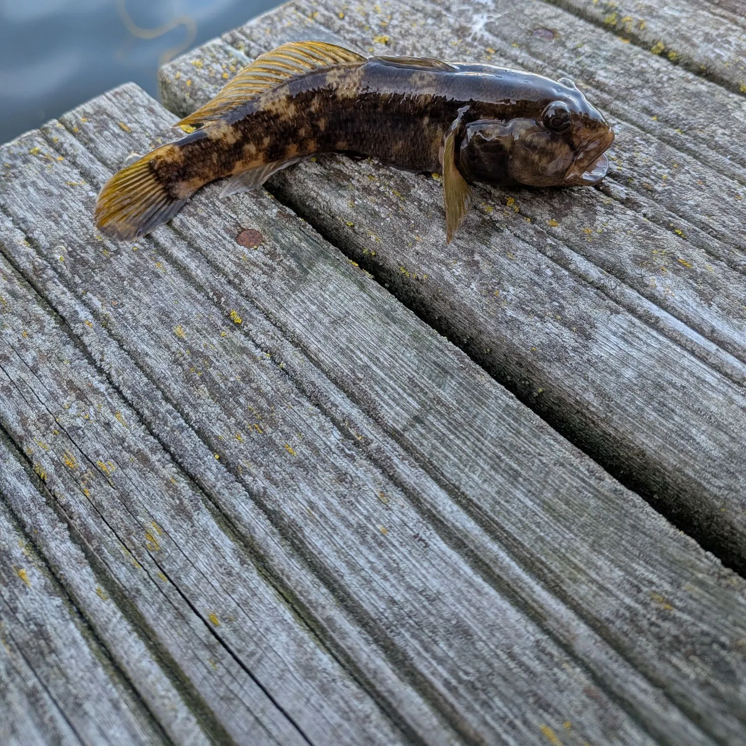 Round goby caught on Fishbrain