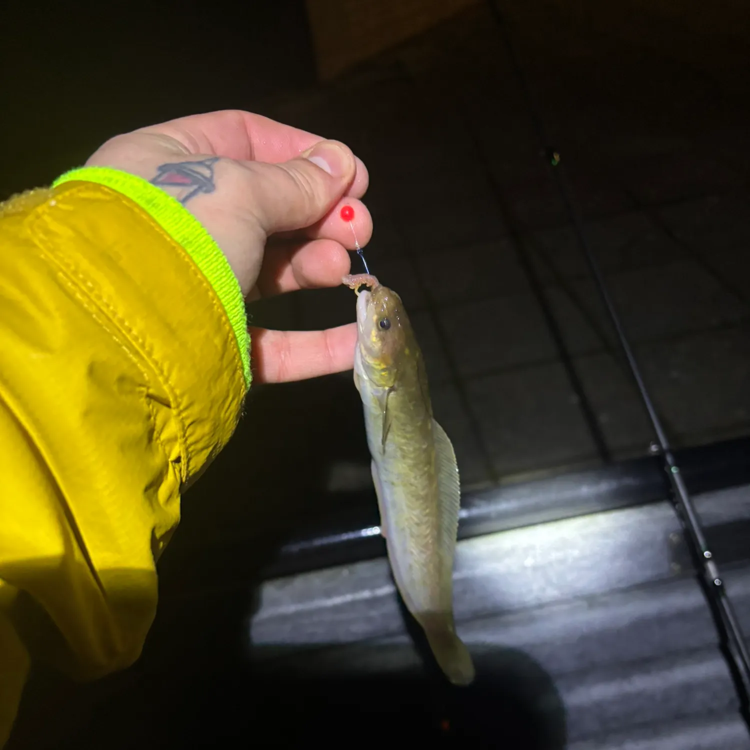 The most recent Fivebeard rockling catches on Fishbrain