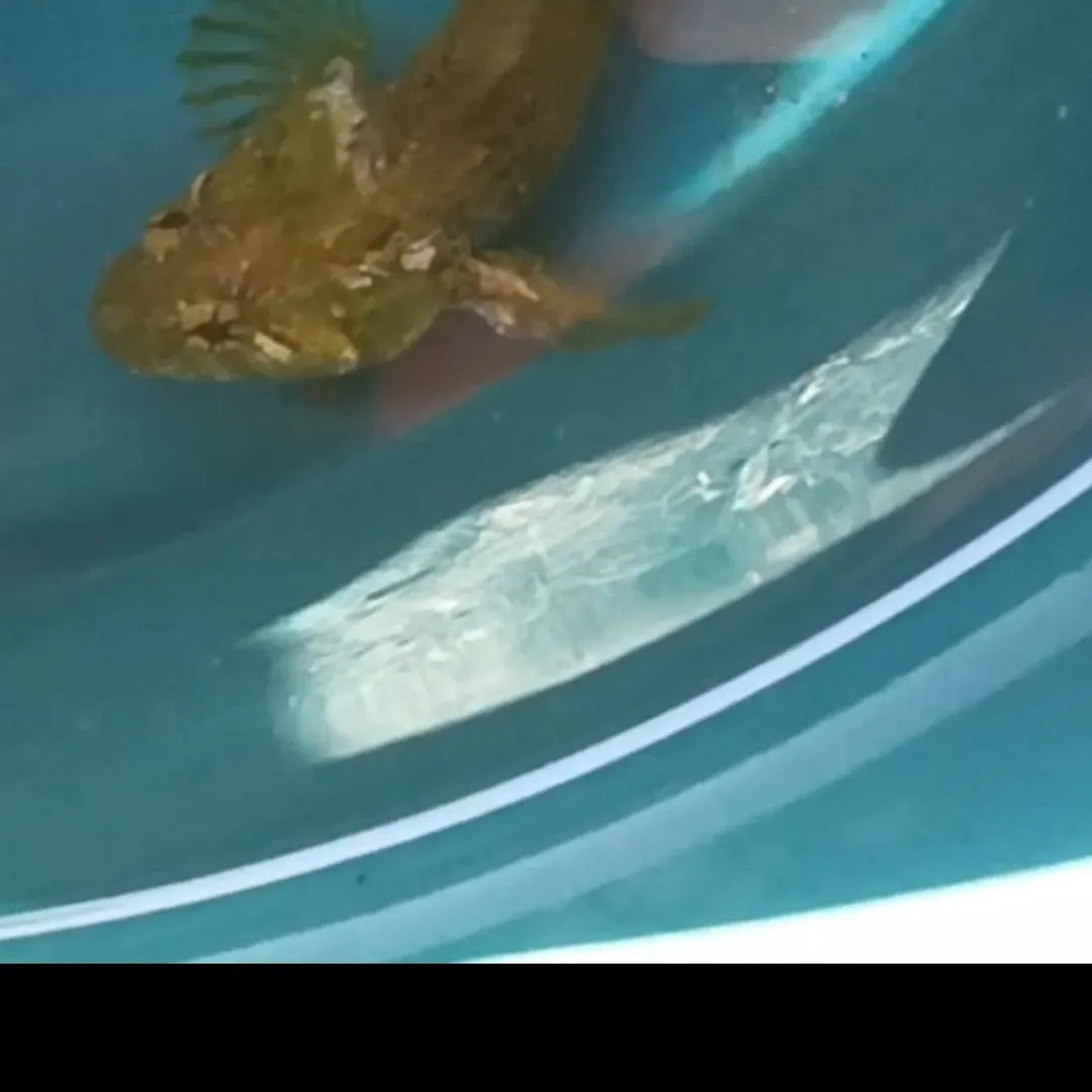 The most recent Southern crested weedfish catches on Fishbrain