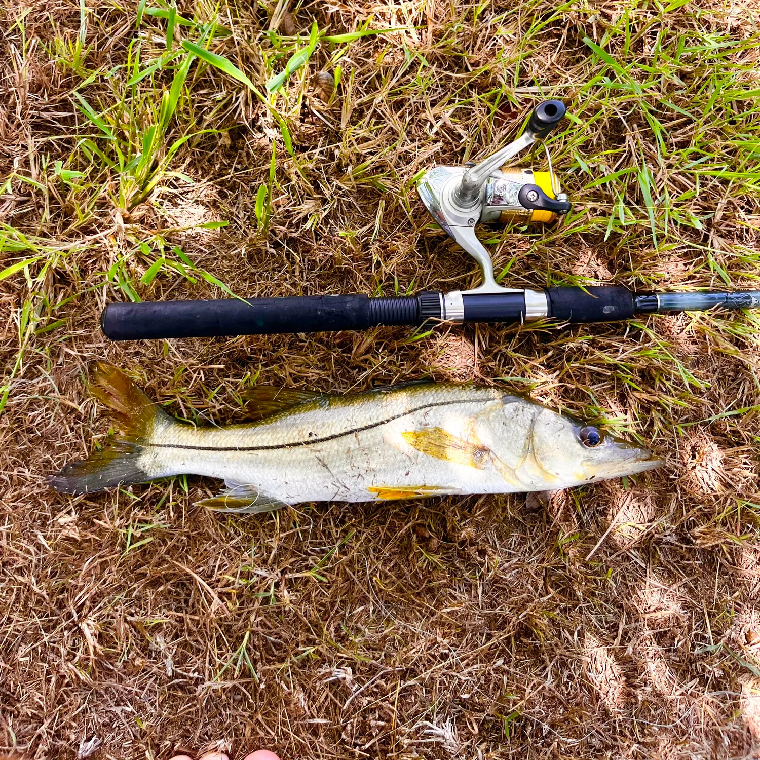 The most recent Common snook catches on Fishbrain