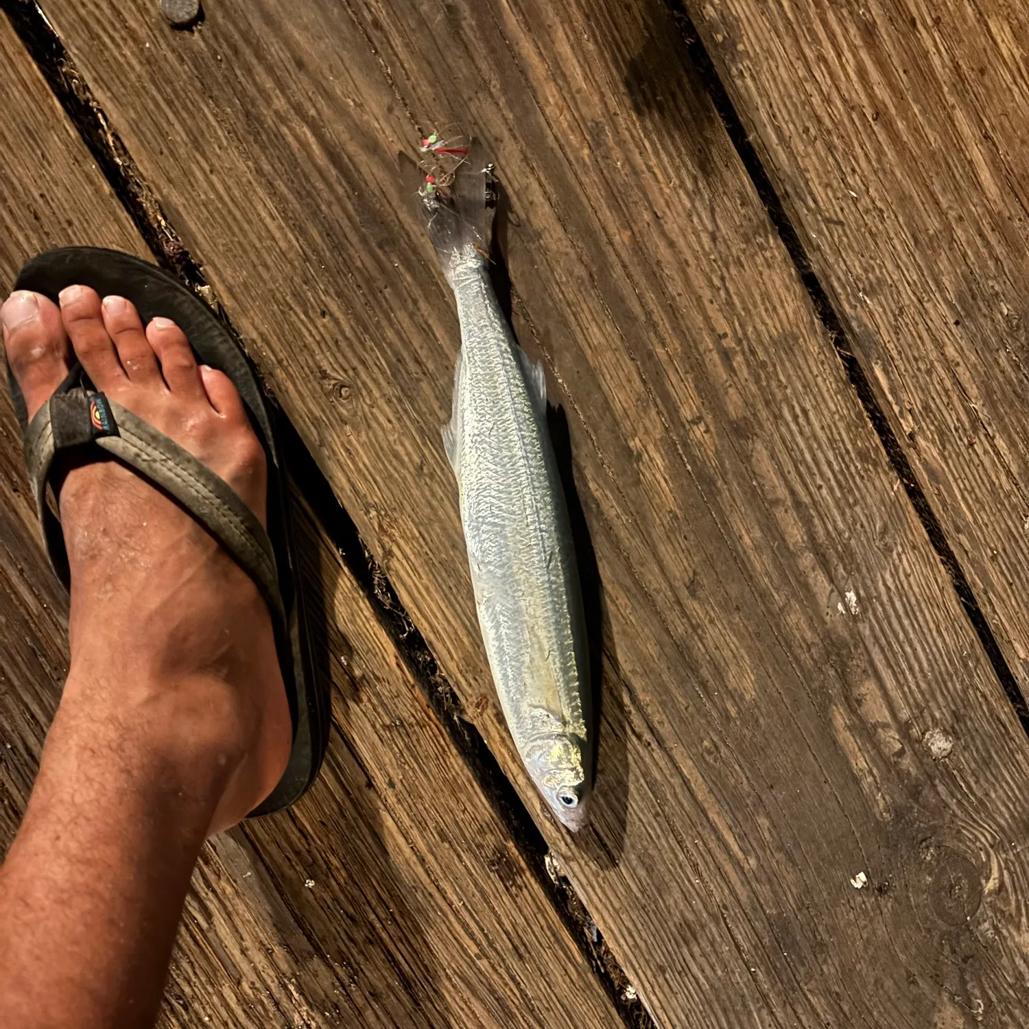 Surf smelt caught on Fishbrain