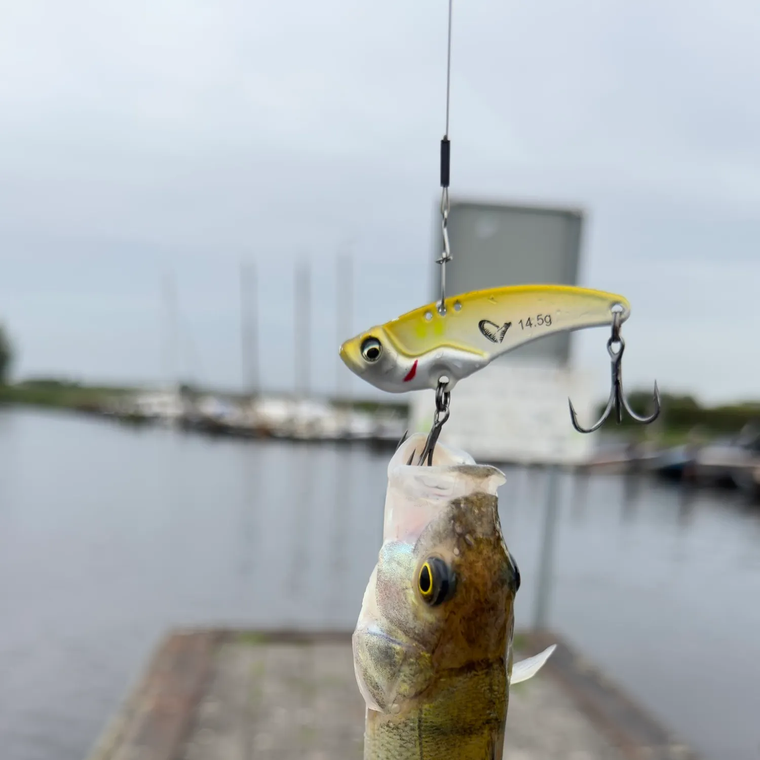 European perch caught on Fishbrain