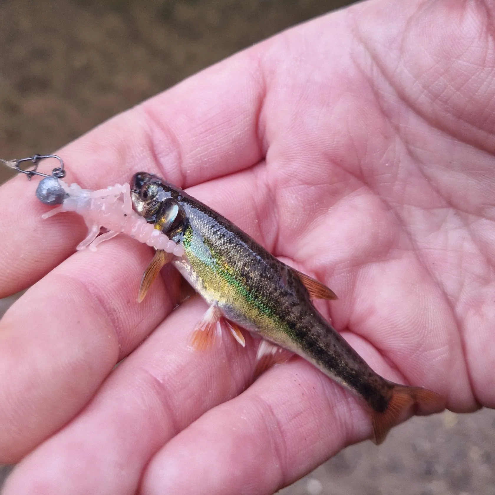 The most recent Eurasian minnow catches on Fishbrain