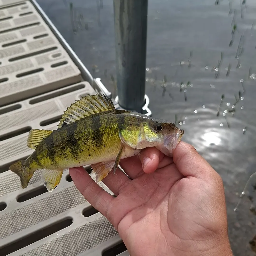 Yellow perch caught on Fishbrain