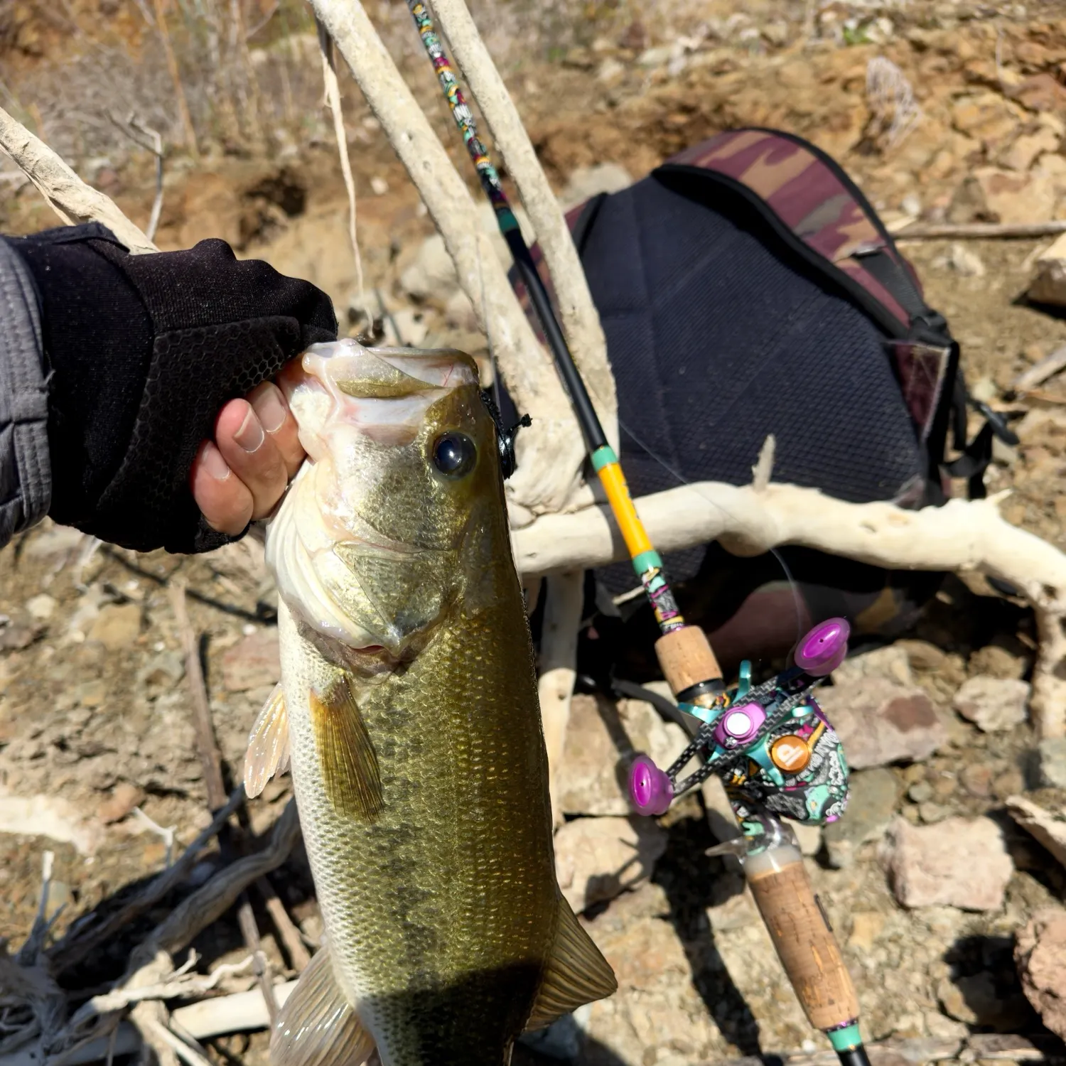 Largemouth bass caught on Fishbrain