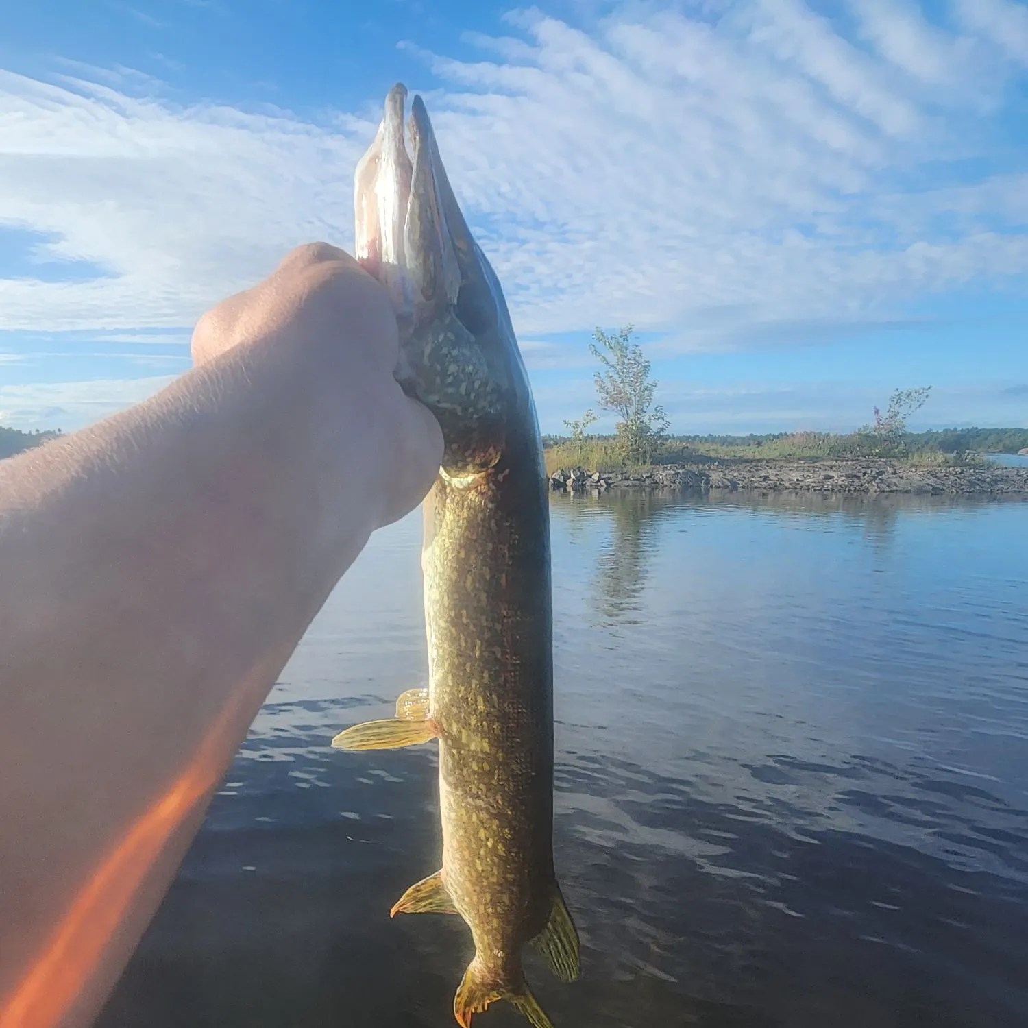 Northern pike caught on Fishbrain