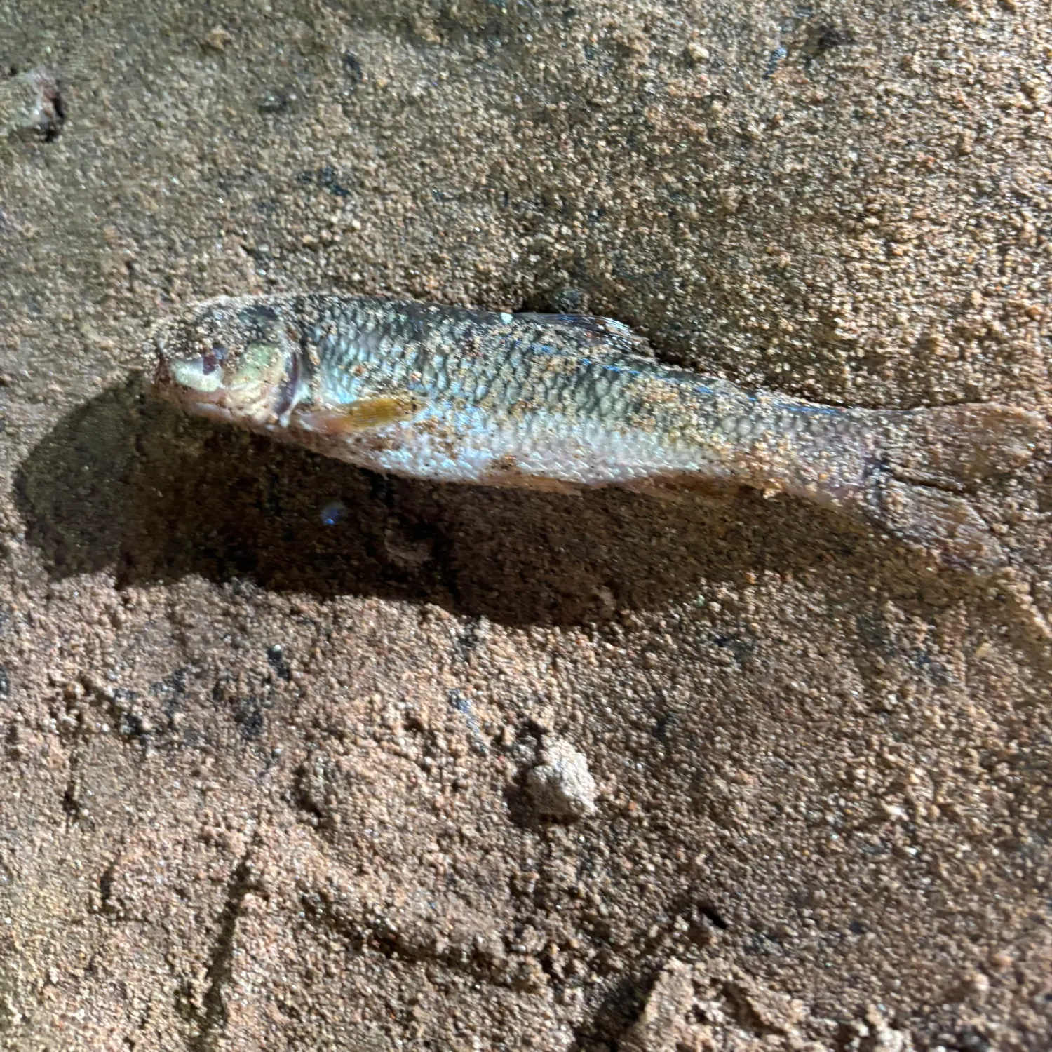 White sucker caught on Fishbrain