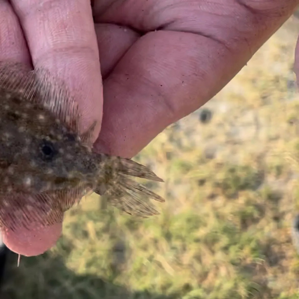 Gulf flounder caught on Fishbrain