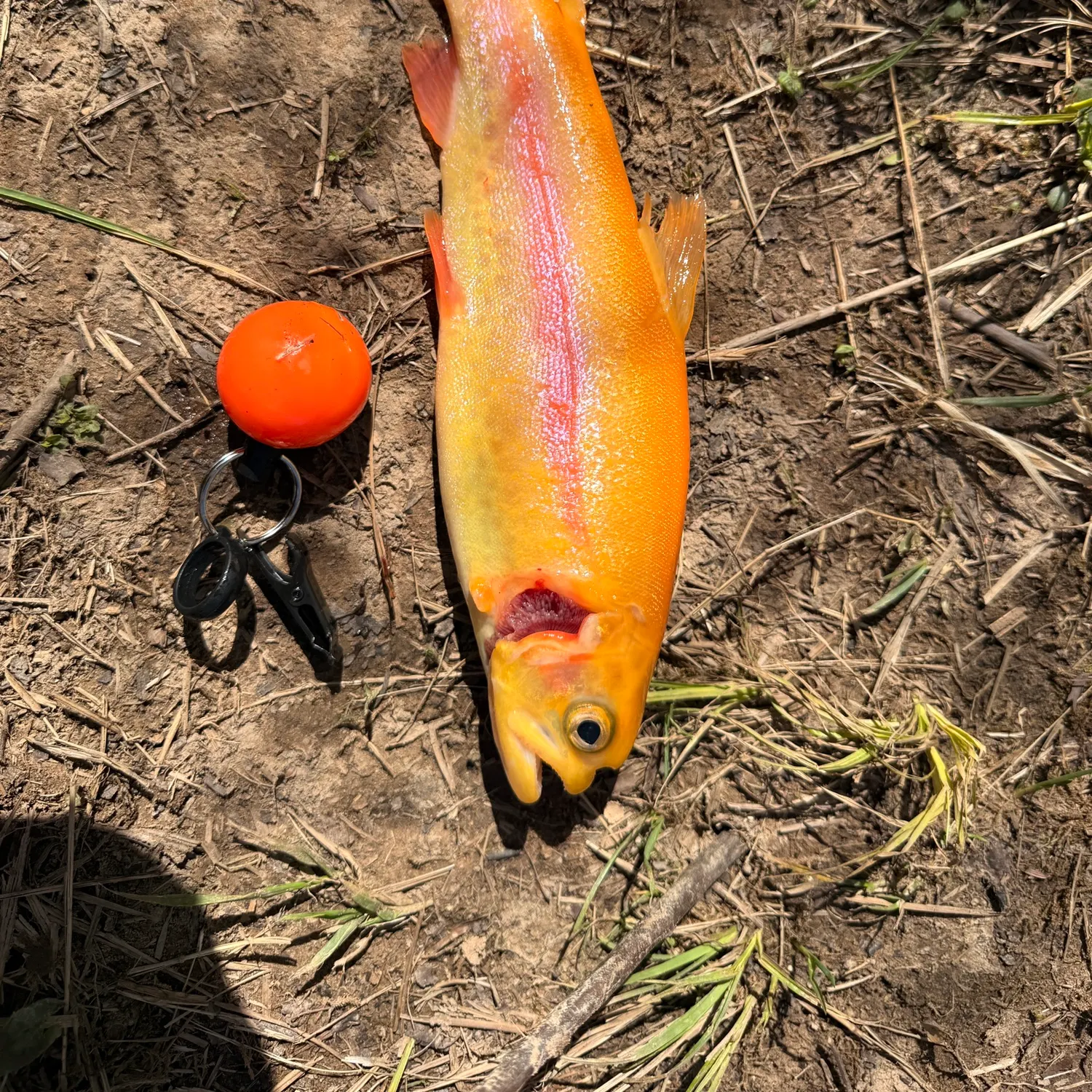 The most recent Golden rainbow trout catches on Fishbrain