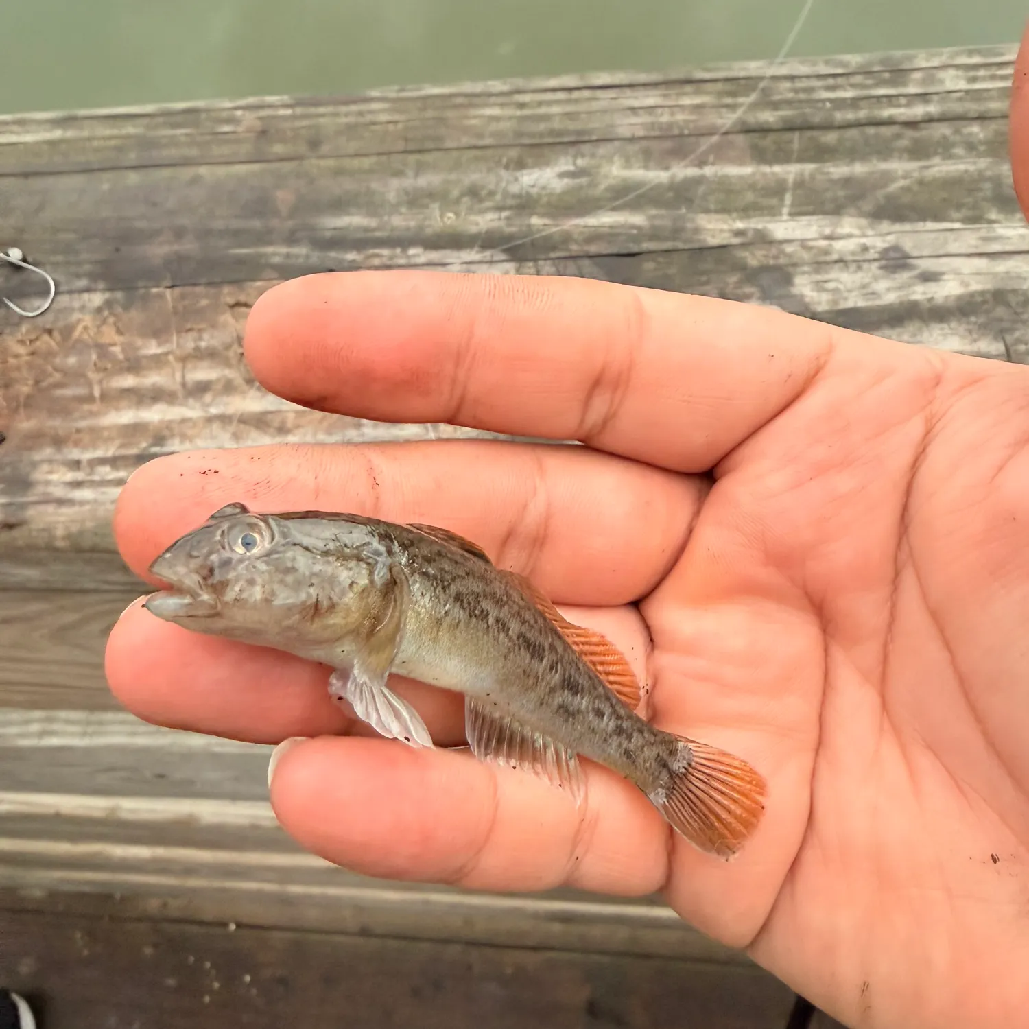 Round goby caught on Fishbrain