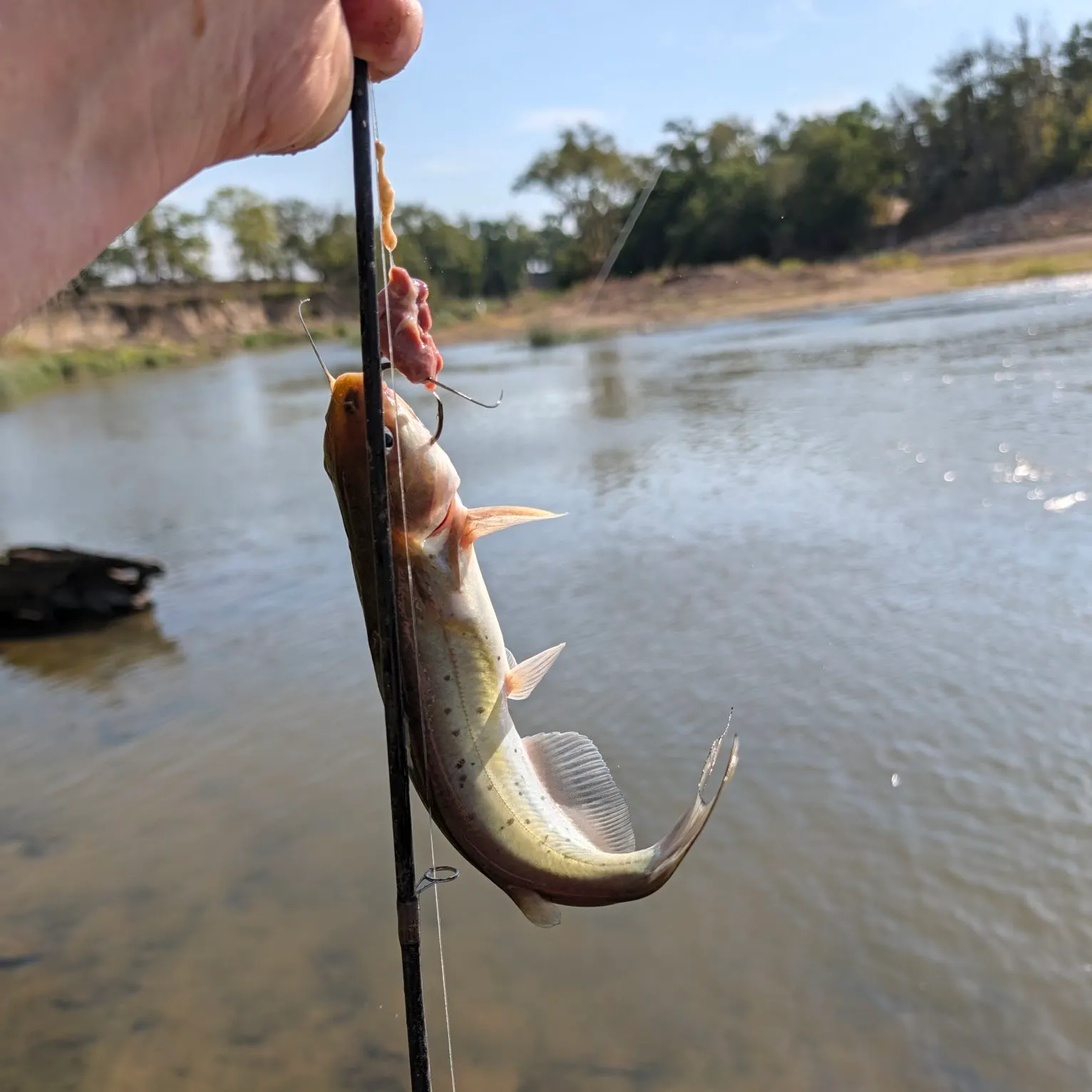 Channel catfish caught on Fishbrain