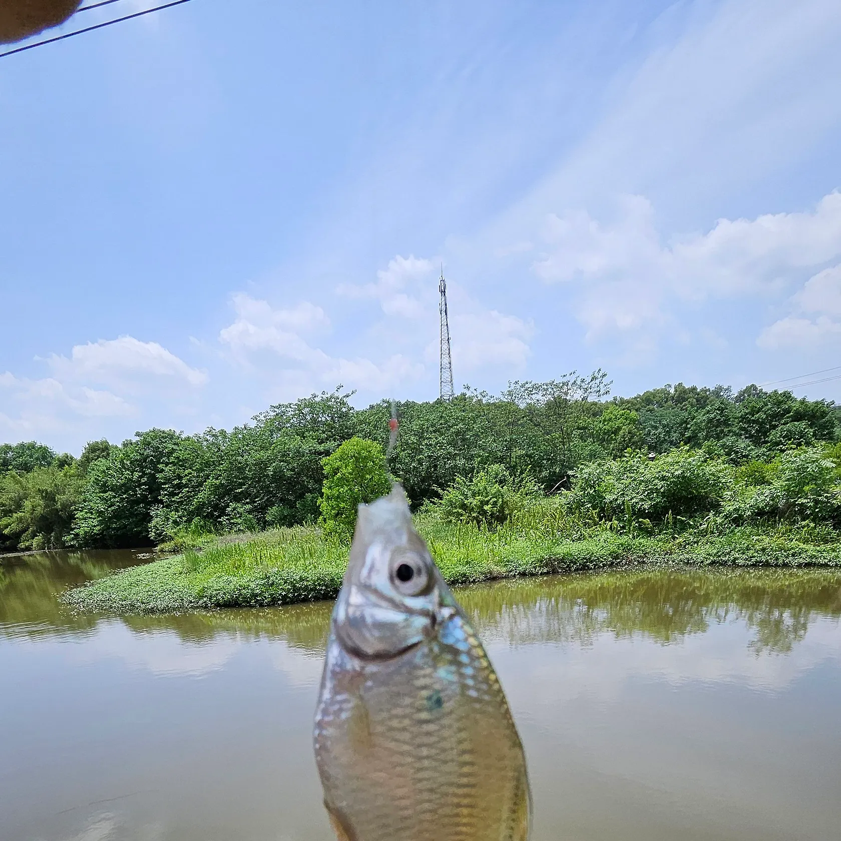 Sharpbelly caught on Fishbrain