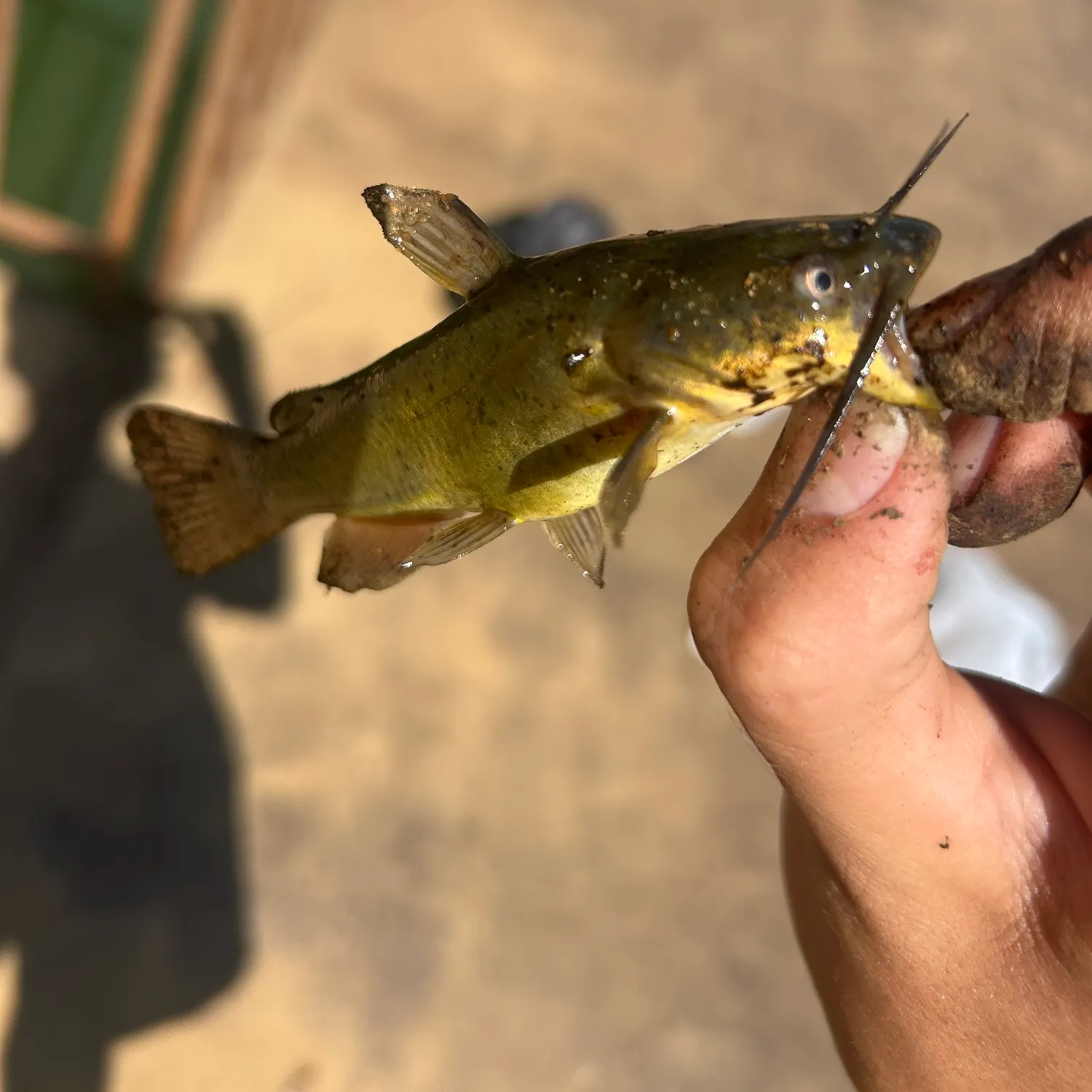 Yellow bullhead caught on Fishbrain