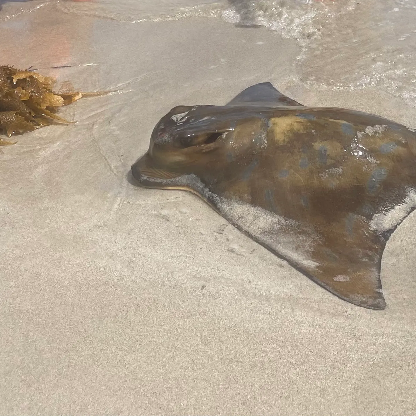 The most recent Common eagle ray catches on Fishbrain