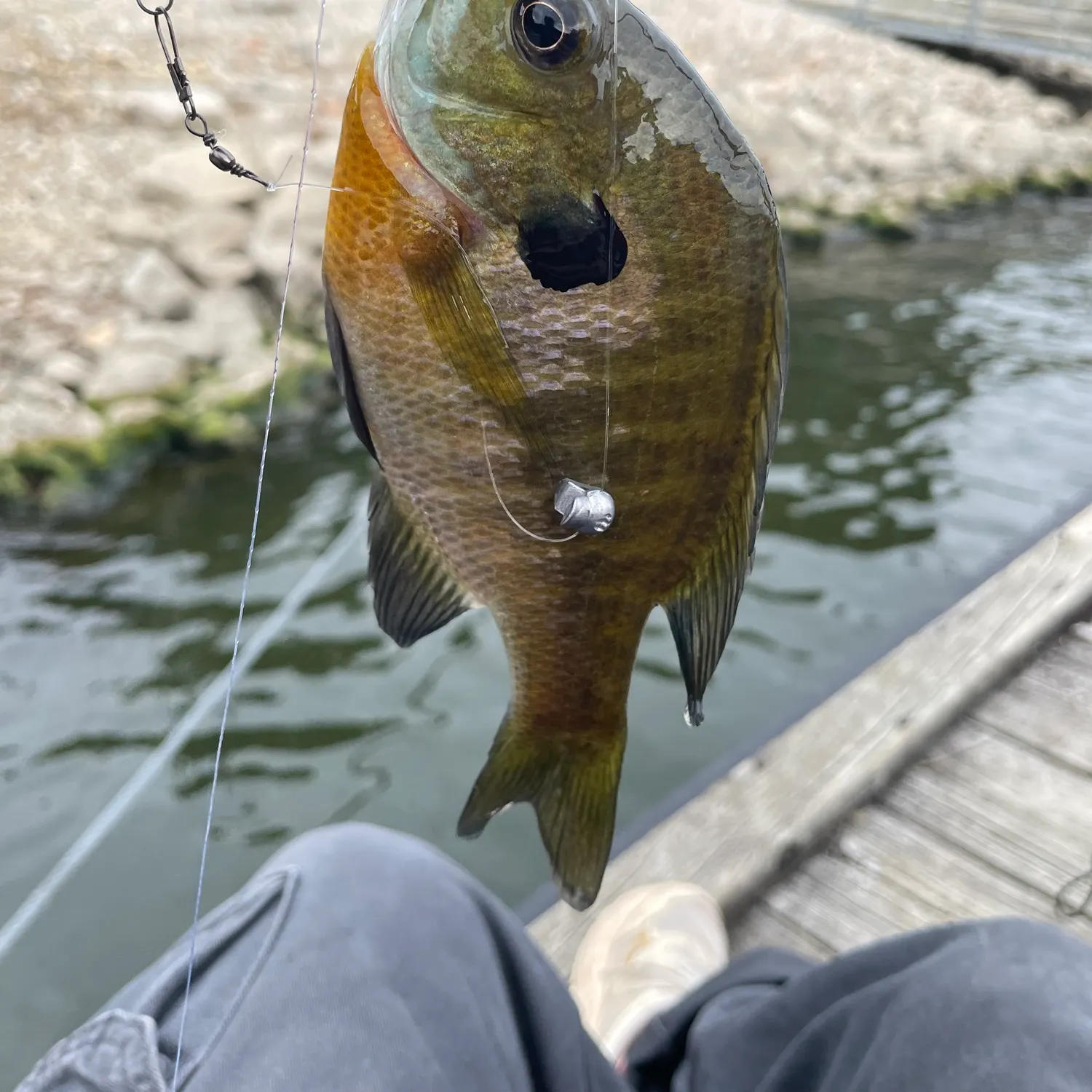 Bluegill caught on Fishbrain