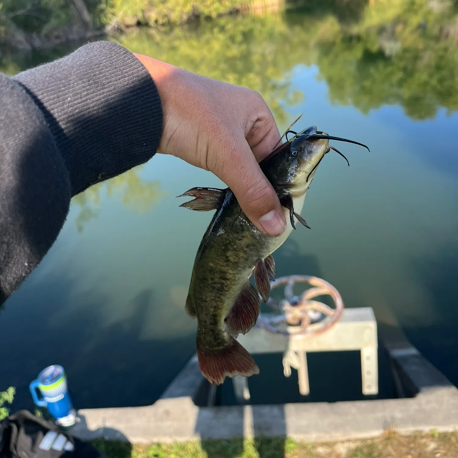 Brown bullhead caught on Fishbrain
