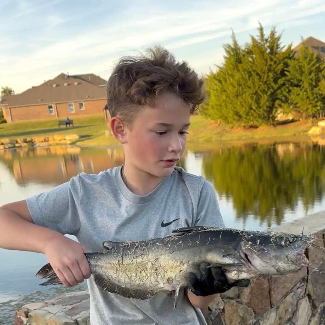 Channel catfish caught on Fishbrain