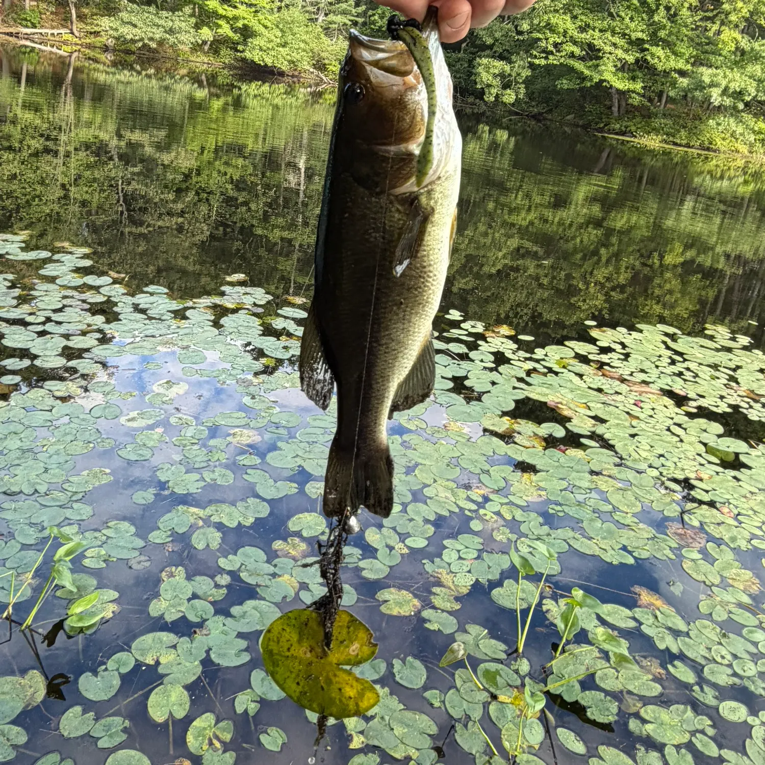 Largemouth bass caught on Fishbrain