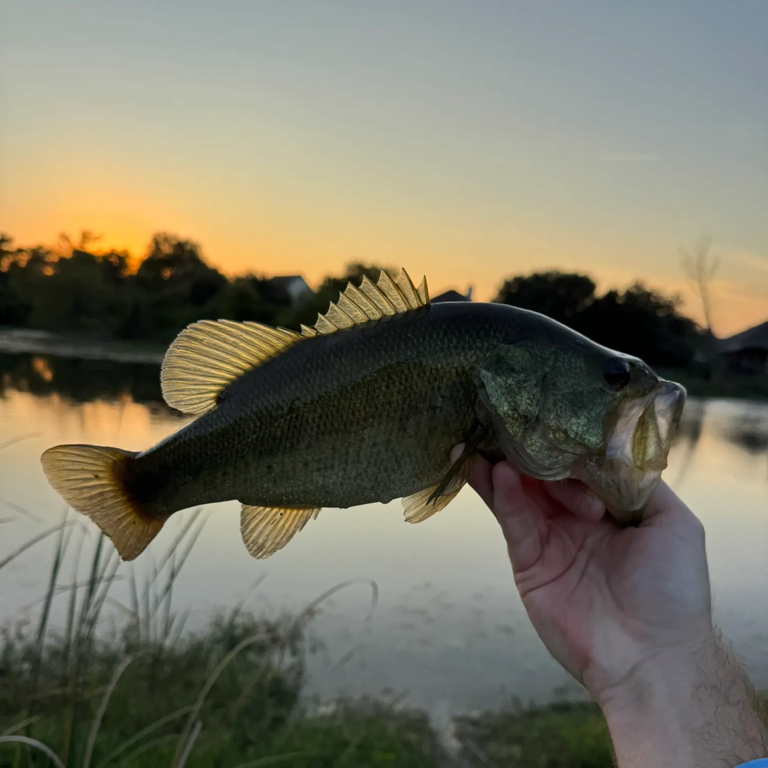 Largemouth bass caught on Fishbrain