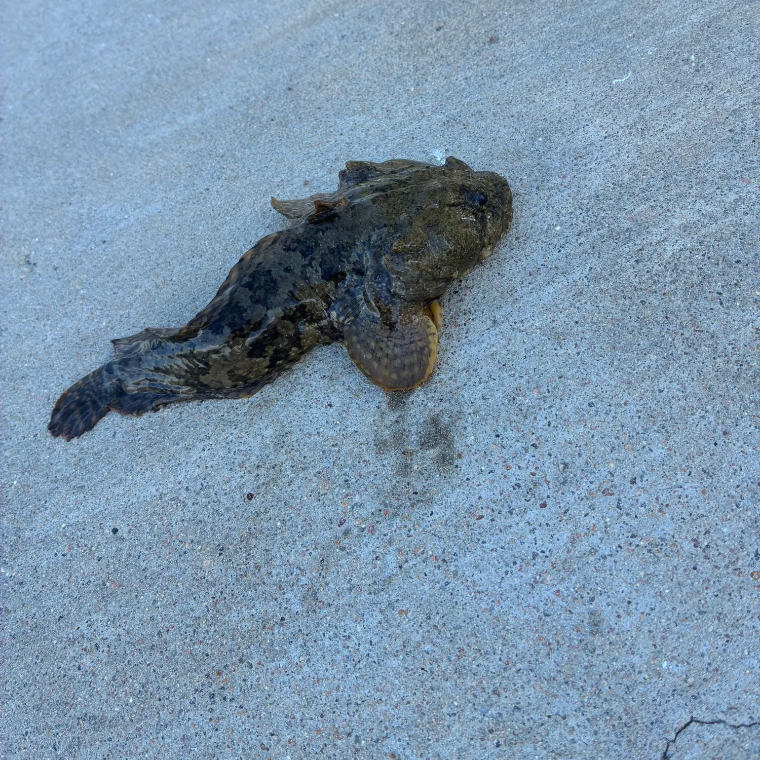 Gulf toadfish caught on Fishbrain