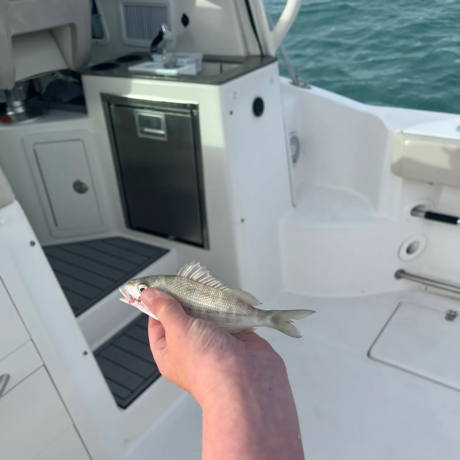 The most recent Tomtate grunt catches on Fishbrain