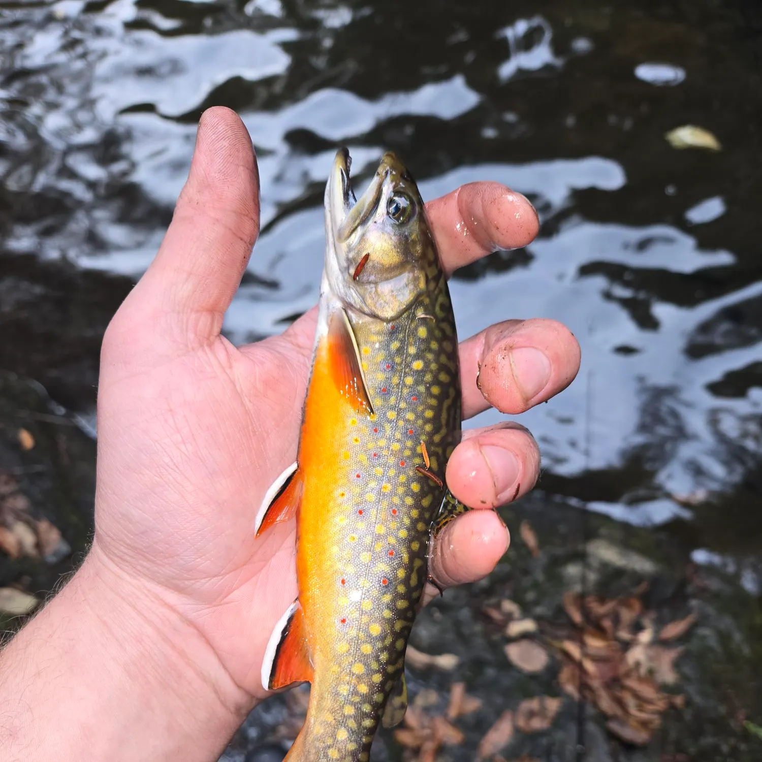 Brook trout caught on Fishbrain