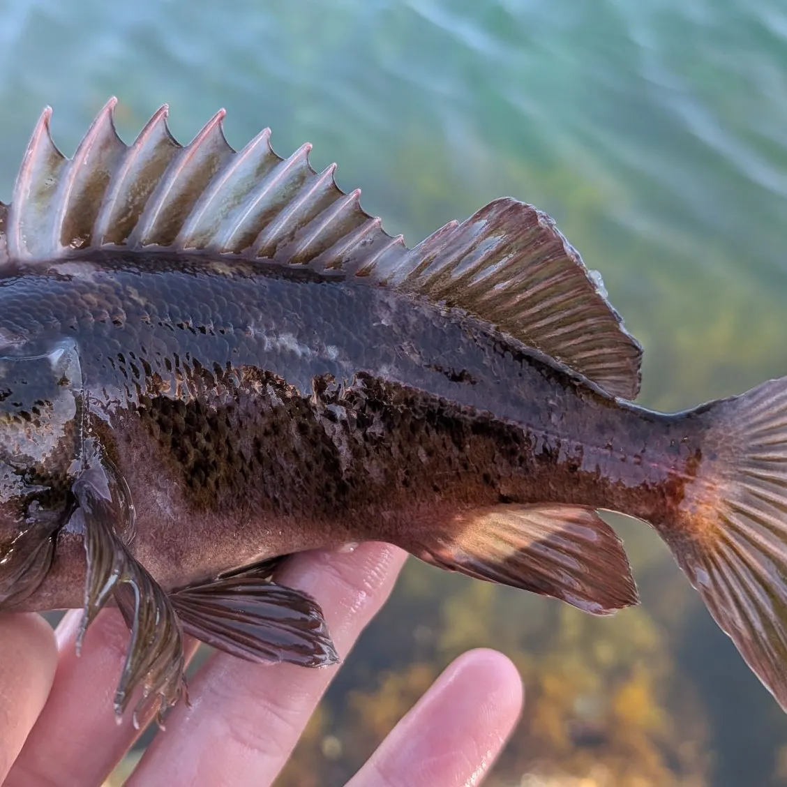 The most recent Copper rockfish catches on Fishbrain
