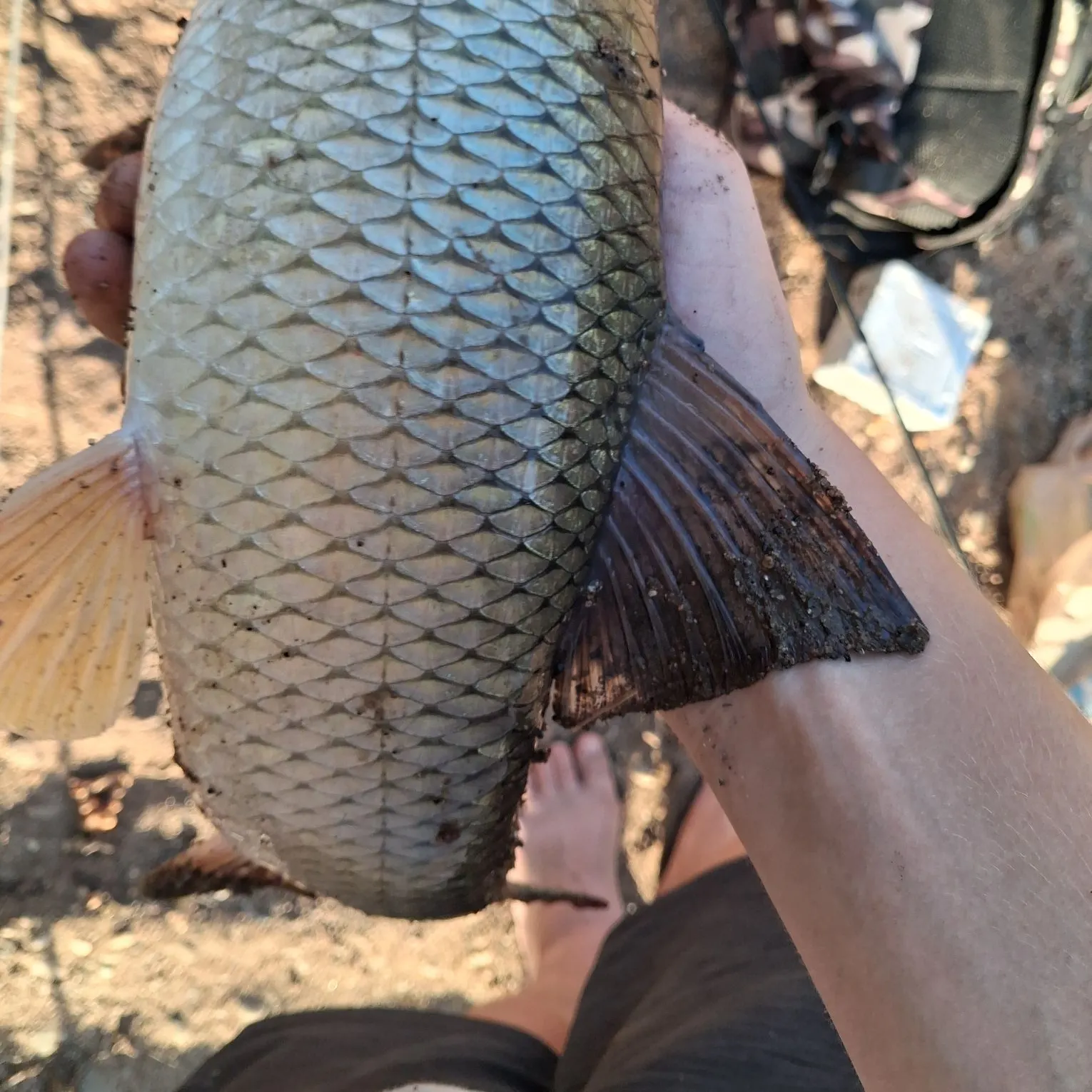 Shorthead redhorse caught on Fishbrain