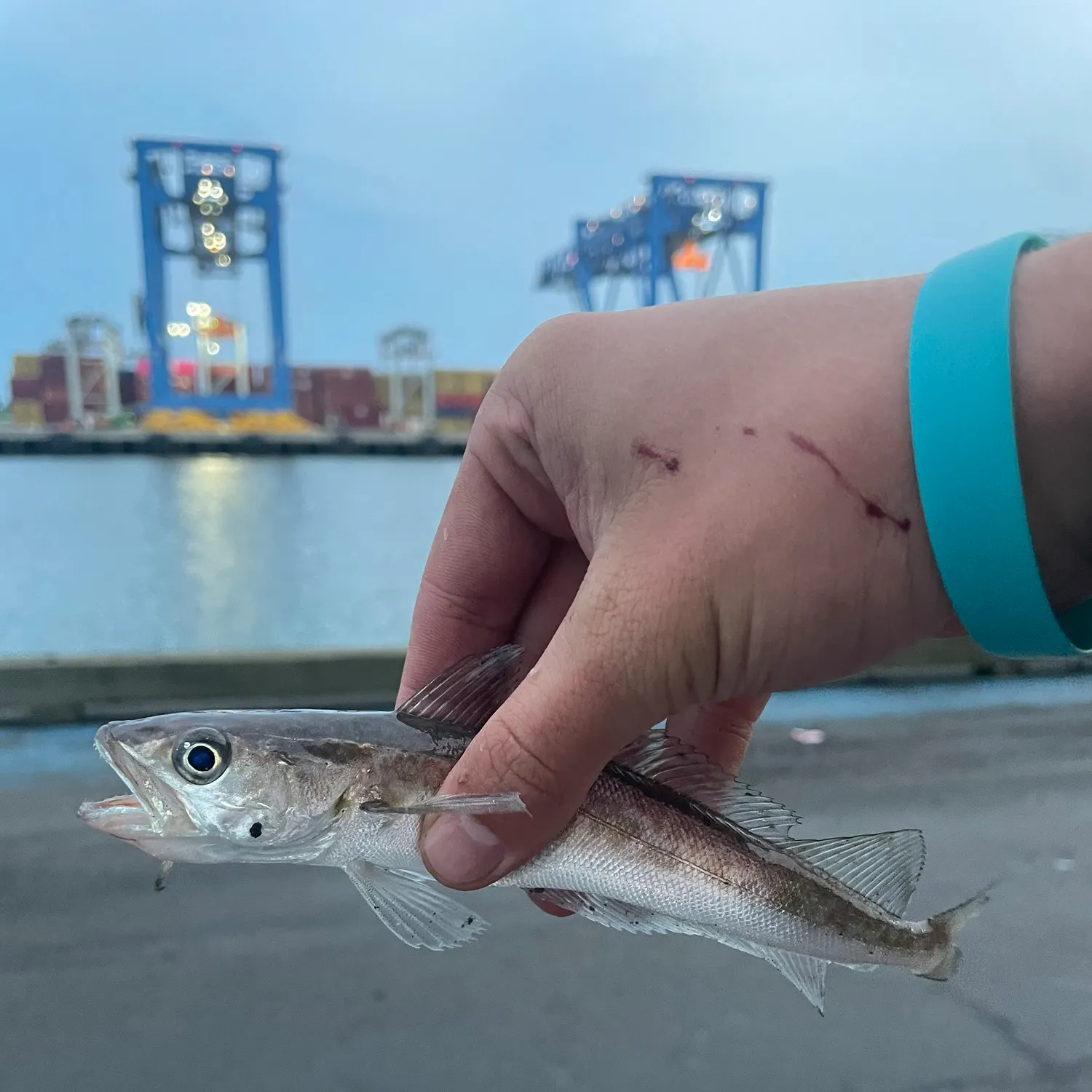 Whiting caught on Fishbrain