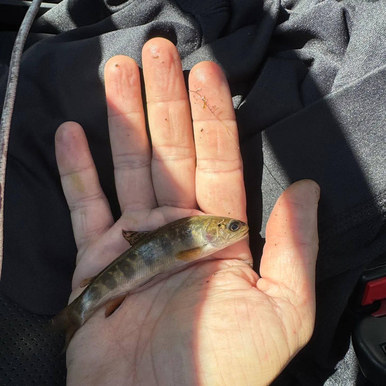 The most recent Brook trout catches on Fishbrain