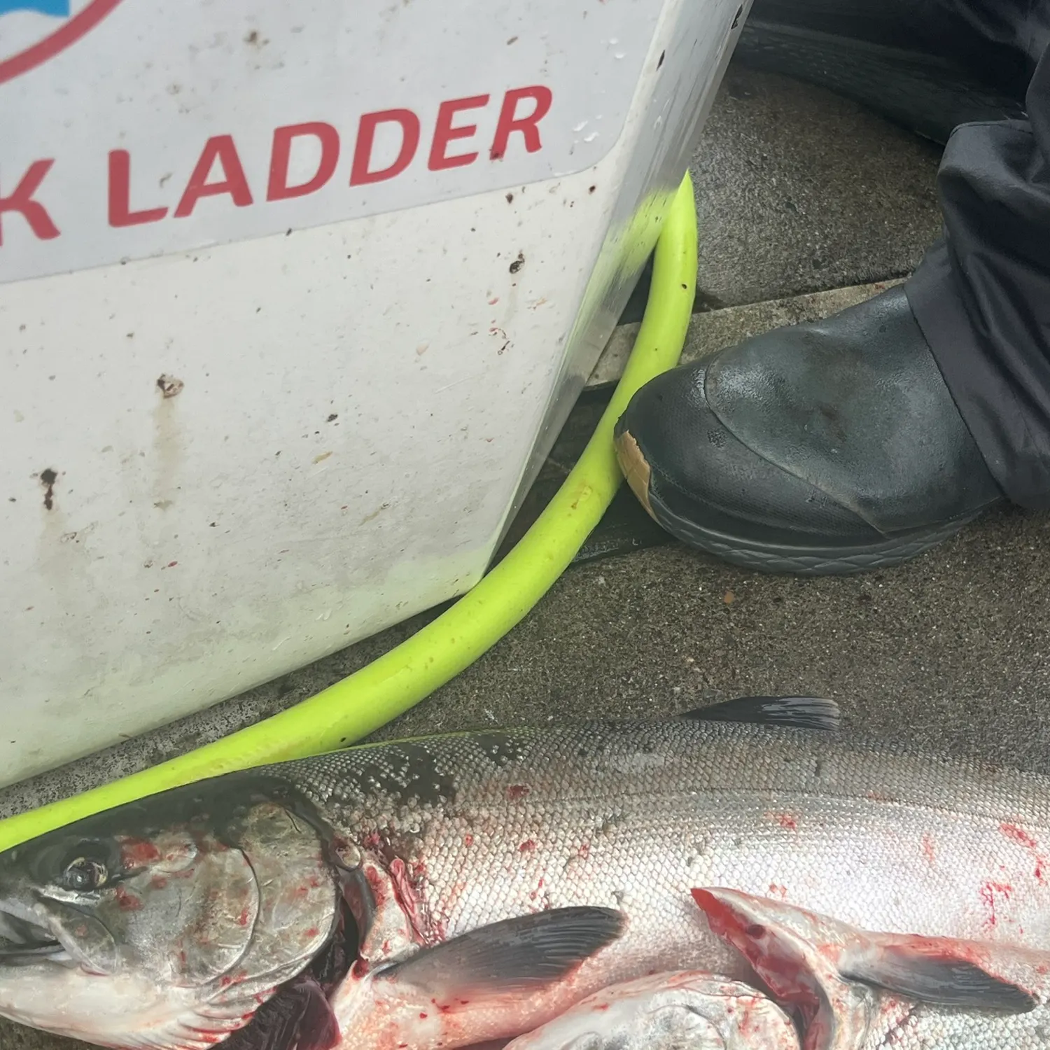 Coho salmon caught on Fishbrain